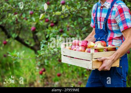 Raccolta di mele. Un uomo che lavora in giardino. Mele biologiche. Foto Stock