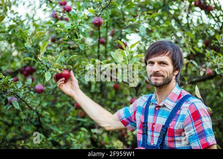 Raccolta di mele. Un uomo che lavora in giardino. Mele biologiche. Foto Stock