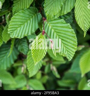 Nuove e lussureggianti foglie verdi di una siepe di faggio in primavera stagione Foto Stock