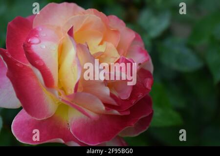 Floribunda, Rosa, rosa nobile. Piante di rosa gialla, rossa e arancione. Una pianta con fiori che cambiano colore. Rose multicolori con incredibile combinazione og Foto Stock