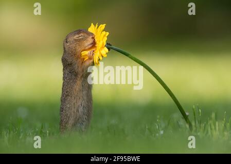 Questo adorabile scoiattolo è catturato in modo splendido abbracciando un fiore giallo luminoso in un parco vicino a Vienna, Austria. NOORDWIJK, PAESI BASSI: QUESTI ADORABL Foto Stock