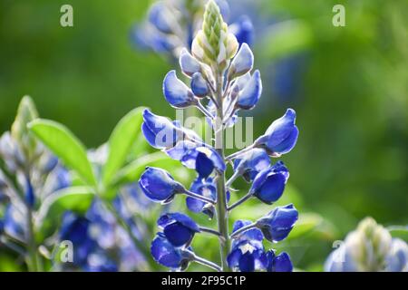 primo piano di un singolo bluebonnet in un campo di fiori selvatici nel texas centrale. Aprile 2021 Foto Stock