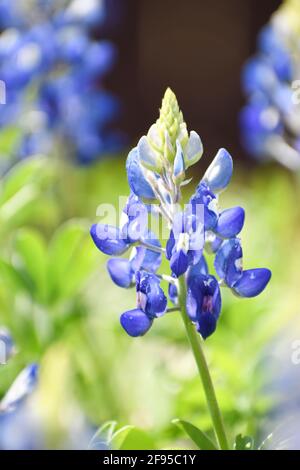 primo piano di un singolo bluebonnet in un campo di fiori selvatici nel texas centrale. Aprile 2021 Foto Stock