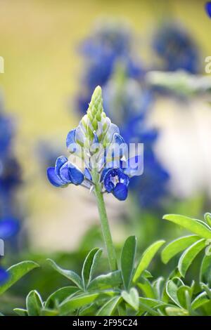 primo piano di un singolo bluebonnet in un campo di fiori selvatici nel texas centrale. Aprile 2021 Foto Stock