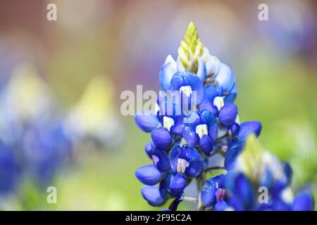 primo piano di un singolo bluebonnet in un campo di fiori selvatici nel texas centrale. Aprile 2021 Foto Stock