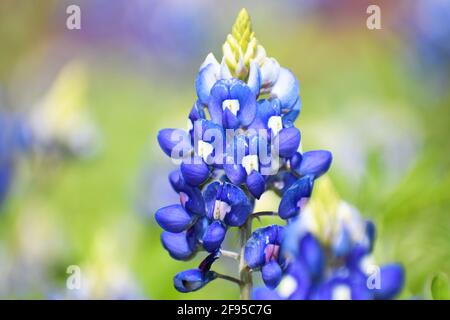 primo piano di un singolo bluebonnet in un campo di fiori selvatici nel texas centrale. Aprile 2021 Foto Stock