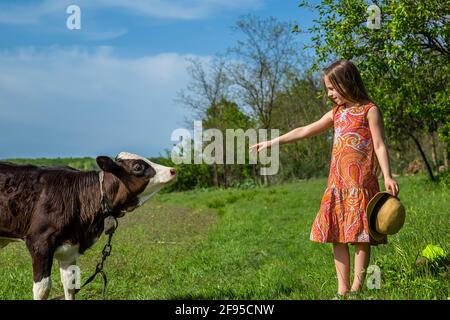 la bambina sta stroking un vitello in un campo. giorno di sole Foto Stock