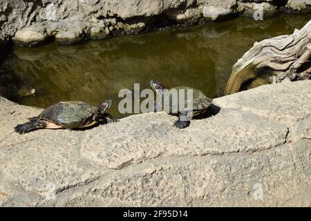 Tartarughe prendere un bagno di sole sulla roccia vicino stagno. Tartarughe di gruppo al sole sullo stagno. Tartarughe acquatiche che riposano su una roccia fuori dall'acqua Foto Stock