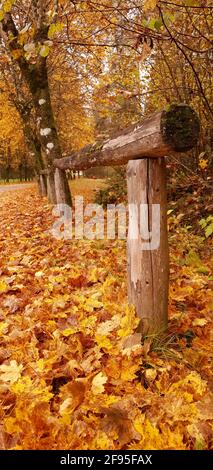 i magnifici colori dell'autunno Foto Stock