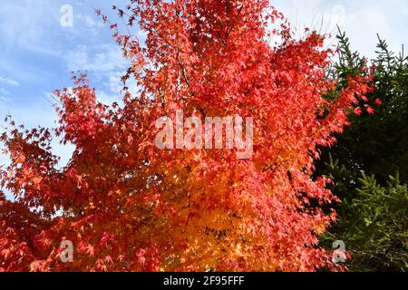 i magnifici colori dell'autunno Foto Stock
