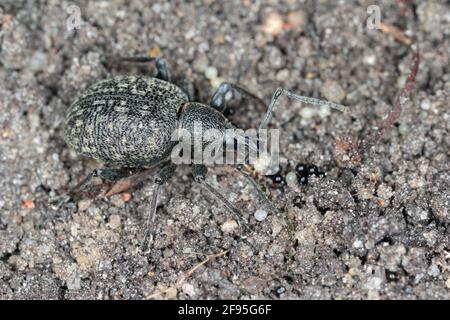 Beetle di Otiorhynchus (a volte Otiorrhynchus) e le sue uova sul terreno. Foto Stock