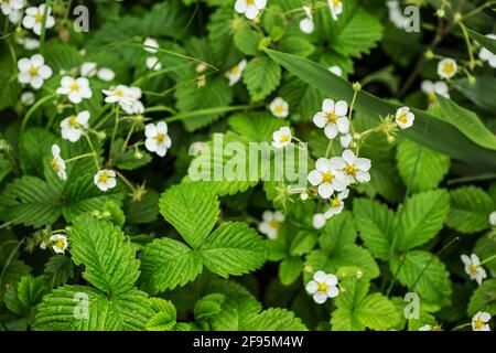 Fioritura di fragole piante. Cespuglio di fragole . Fiori di fragola bianchi. Fragole in giardino. Primo piano. Messa a fuoco selettiva. Molla Foto Stock
