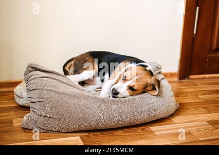 Malattie del cucciolo, malattie comuni da osservare per in Puppies. Sick Beagle Puppy è sdraiato sul letto del cane sul pavimento. Triste beagle malato a casa Foto Stock