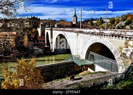 Berna, Svizzera - orso bruno eurasiatico (Ursus arctos arctos) Passeggiate nel Parco degli Orsi (Bärenpark) sul ponte Nydeggbrücke sul fiume Aare. Foto Stock