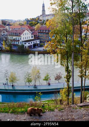 Berna, Svizzera - orso bruno eurasiatico (Ursus arctos arctos) Passeggiate nel Bear Park (Bärenpark) vicino al fiume Aare e allo skyline della città di Berna. Foto Stock