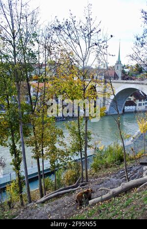 Berna, Svizzera - orso bruno eurasiatico (Ursus arctos arctos) Passeggiate nel Bear Park (Bärenpark) vicino al fiume Aare e allo skyline della città di Berna. Foto Stock