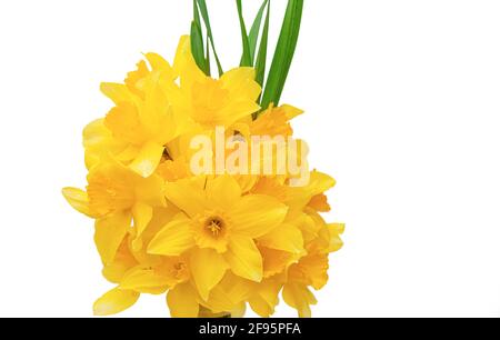 Close up mazzetto di daffodils giallo Foto Stock