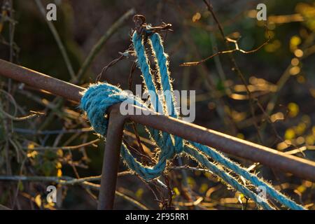 Una corda blu legata in un nodo su un po 'di recinzione di pecora arrugginita o ostacolo. Foto Stock