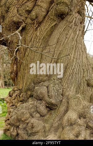 Corteccia intrecciata di un albero in inverno. Antico albero antico. Foto Stock