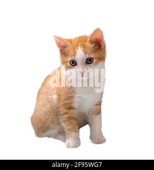 Carino gattino rosso isolato su bianco. Foto Stock