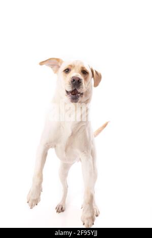 Cucciolo giallo da laboratorio che salta e cattura in bocca supporto bianco Foto Stock