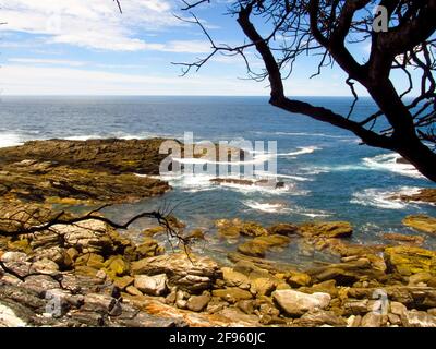 La costa rocciosa di Tsitsikama del giardino Route National Park, Sudafrica, con la sagoma di rami di alberi in primo piano, Foto Stock