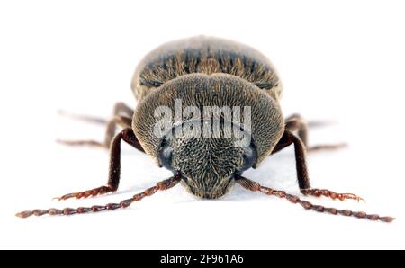 L'agRIOTES oscurus è una specie di scarabeo della famiglia degli Elateridae. Larve sono peste importante in suolo di molti raccolti. Insetto dalla parte anteriore. Foto Stock
