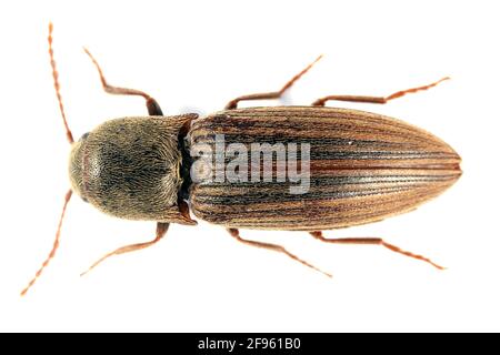 Il coriolo è un uccello della famiglia degli Psittacidi. È comunemente conosciuto come il coleottero dello scatto allineato. Larvae è peste importante Foto Stock