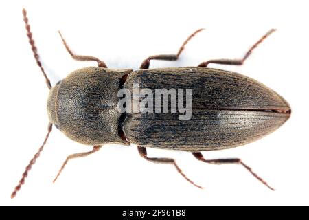 L'agRIOTES oscurus è una specie di scarabeo della famiglia degli Elateridae. Larve sono peste importante in suolo di molti raccolti. Insetto dall'alto. Foto Stock