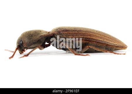 Il coriolo è un uccello della famiglia degli Psittacidi. È comunemente conosciuto come il coleottero dello scatto allineato. Esso larvae sono peste importante i Foto Stock