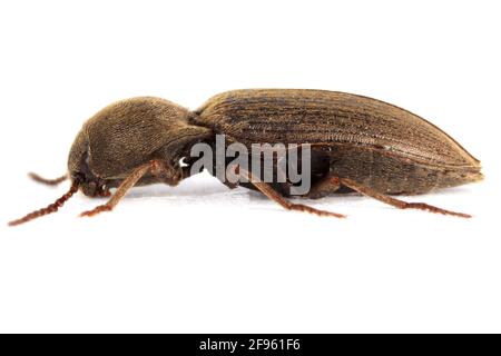 L'agRIOTES oscurus è una specie di scarabeo della famiglia degli Elateridae. Larve sono peste importante in suolo di molti raccolti. Insetto da lato. Foto Stock