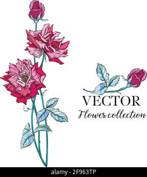 Set di rami di fiori. Fiore bianco di rosa, foglie verdi. Il concetto del matrimonio. Illustrazione Vettoriale