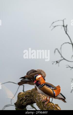 Anatre mandarine, Aix galericulata, coppia maschile e femminile che predicano su un albero caduto in un lago Foto Stock