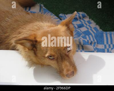 Un cane adottato dall'Abkhazia prende il sole sul balcone dell'appartamento, San Pietroburgo, Russia