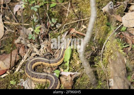 Fuoco selettivo di un serpente di garter comune (Thamnophis sirtalis) in erba Foto Stock