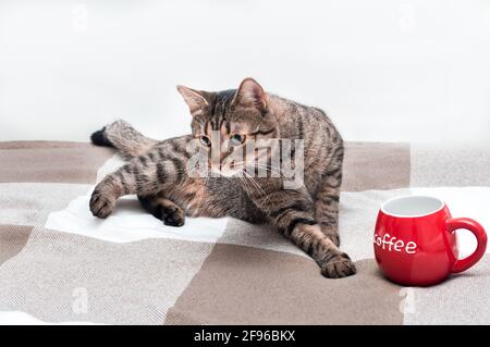 il gatto si trova sul letto accanto a una tazza grande di caffè Foto Stock
