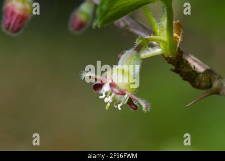 Primo piano del piccolo fiore di un'uva spina Verde Foto Stock