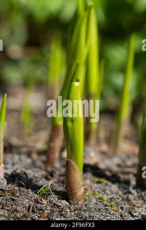 Germogli, rotolò su foglie di Lily della valle in primavera Foto Stock