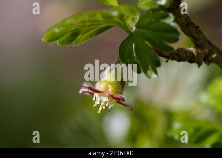 Primo piano del piccolo fiore di un'uva spina Verde Foto Stock