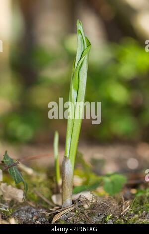 Germogli, rotolò su foglie di Lily della valle in primavera Foto Stock