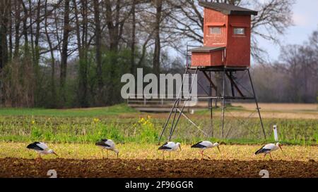 Dülmen, NRW, Germania. 16 Apr 2021. Un grande gruppo di 17 rare cicogne bianche selvatiche (Ciconia ciconia) approfittano di un campo fresco arato, che si spavvera su vermi e altre piccole prede. L'agricoltore, che dice di essere felice di vedere un numero crescente di grandi uccelli migratori che ora ritornano annualmente, si sposta con attenzione intorno agli uccelli cheeky. Il gruppo è prevalentemente di maschi, con femmine già in nido in tutta la campagna circostante. Credit: Imageplotter/Alamy Live News Foto Stock