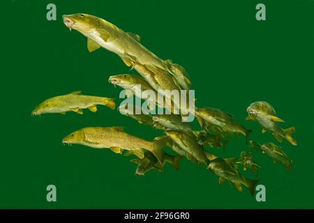 Barbel, Barbus, fiume Traun in Austria Foto Stock