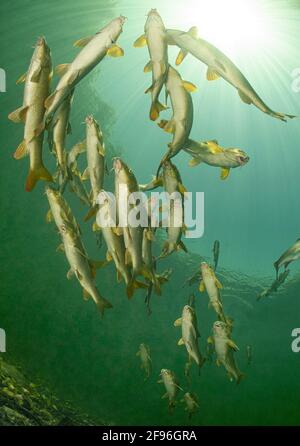 Barbel, Barbus, fiume Traun in Austria Foto Stock