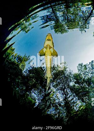 Storione europeo o storione Beluga, Huso huso, affluente del fiume Foto Stock