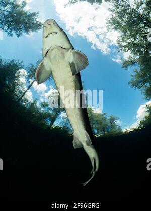 Storione europeo o storione Beluga, Huso Huso, Foto Stock