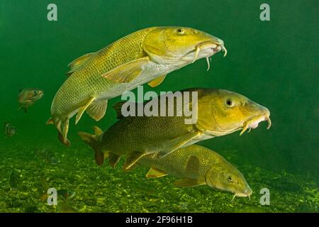 Barbel, Barbus, fiume Traun in Austria Foto Stock