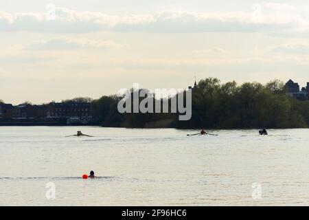 Londra, Regno Unito. 16 Apr 2021. Nuotatore e scultore Lone sul Tamigi. Un intrepido nuotatore solitario unisce gli sculler e le coppie sul Tamigi al sole di aprile. Credit: Peter Hogan/Alamy Live News Foto Stock