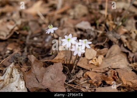Vista ravvicinata di un gruppo di fiori selvatici Hepatica dai lobi affilati (anemone acutiloba) crescere indisturbati nel loro habitat boschivo nativo in primavera Foto Stock