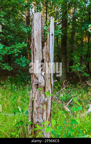 Pianta germogli su un palo di legno, uovo rotto in un nido, ancora vita in natura Foto Stock