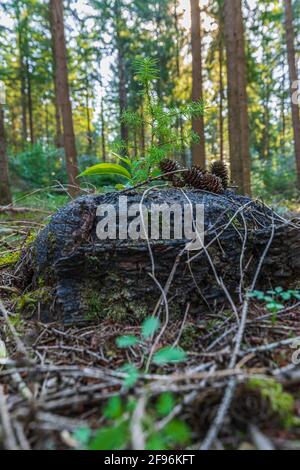 Pino scozzese giovane, Pinus sylvestris, primo piano Foto Stock